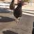 Chickens 7 thumbnail