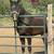 Arabian Purebred SE Lines 1 thumbnail