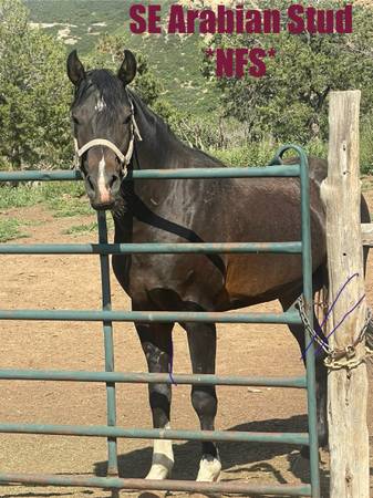Arabian Purebred SE Lines 1