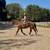 Beginner Safe, Bombproof Clydesdale Horse for Sale 16 thumbnail