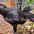 Ayam Cemani 2 thumbnail