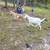 Goats 11 thumbnail