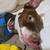 Red nosed Pit bull mix 19 thumbnail