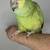 Blue Fronted Amazon 1 thumbnail