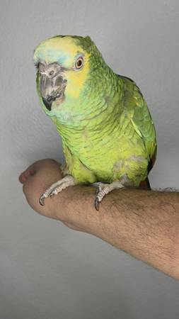 Blue Fronted Amazon 1