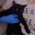 Black & Tuxedo Kittens Seeking Loving Homes - North Phoenix 3 thumbnail