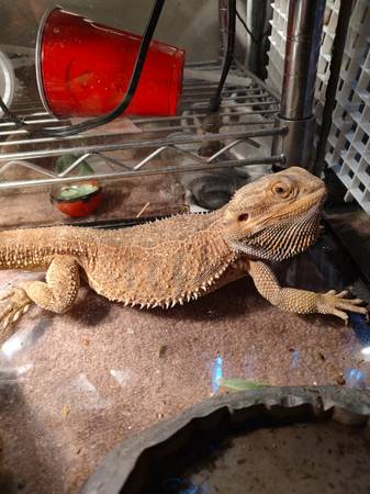 Bearded Dragon ready 1