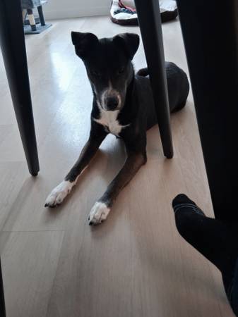 1 year old Husky Dog in need of rehome (Brooklyn)