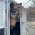 QH Mare 5 thumbnail