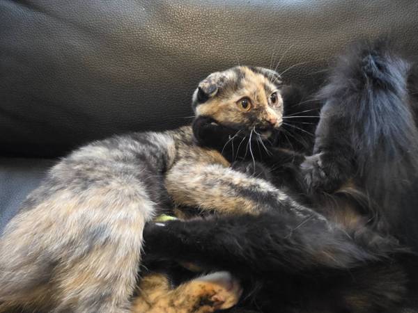 Kittens Scottish Fold (Elverta)536761036126310401