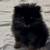Lost Dog 3 thumbnail