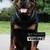 Rottweiler 5 thumbnail