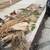 CASH TO trim many trees, palm, large shrub, few homes, weed  Wack rear 7 thumbnail