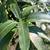 Fast Producing Grafted Fruit Trees 8 thumbnail
