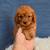 Cavapoos 3 thumbnail