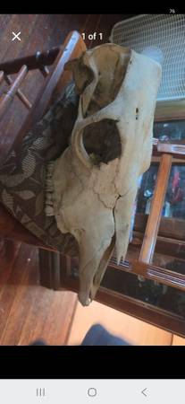Skull 1
