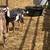 Nubian doeling 2 thumbnail