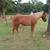 Yearling filly 1 thumbnail