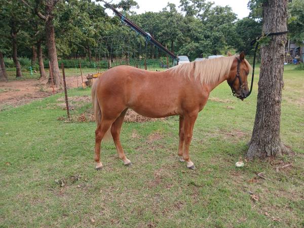 Yearling filly 1