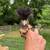 Polish hatching eggs 8 thumbnail