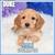 Maltipoo, Cavapoo,  Micro Goldendoodle, and Yorkies are awesome! 17 thumbnail