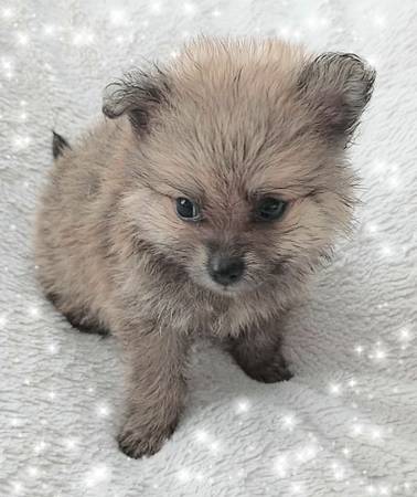 Pomeranians (Jacksonville)63682051624321123