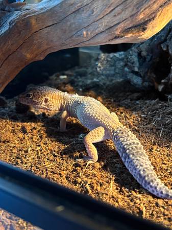 Leopard gecko 1
