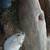 Gerbils 9 thumbnail