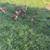 Ready to lay pullets 1 thumbnail