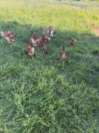 Ready to lay pullets 1