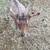 Mini Alpine Goat Does 2 thumbnail