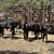 Black Heifer Calves | Beef Heifers 1 thumbnail