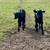 9 calves 1 thumbnail