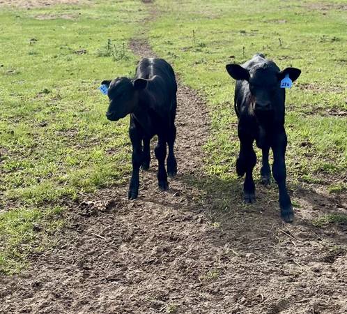 9 calves 1