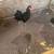 Rooster 2 thumbnail