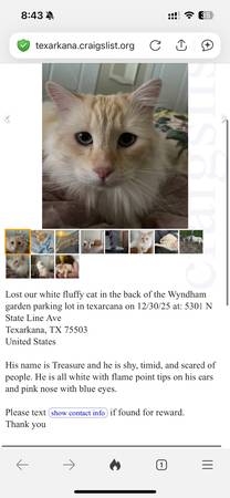 Gato blanco perdido (Texarkana)