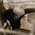 Bunnies 1 thumbnail