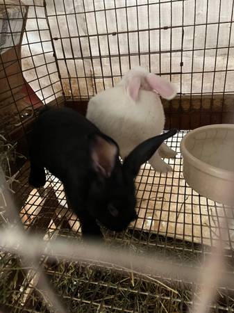 Bunnies 1