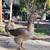 Geese 1 thumbnail