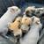 Kune kune piglets 1 thumbnail