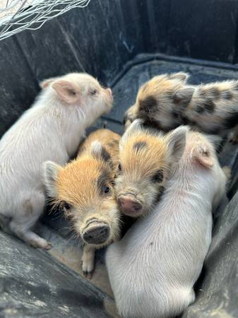Kune kune piglets 1