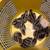 Quail 1 thumbnail