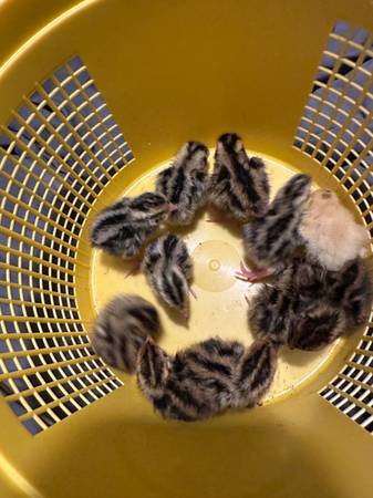 Quail 1