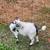 Pygmy goat bucklings 7 thumbnail