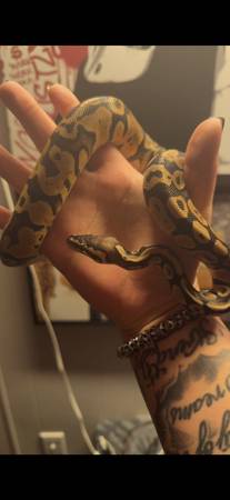 Female juvenile ball python 1