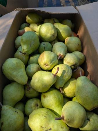 Bartlett pears 1