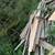 Cedar Boards 1 thumbnail