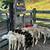 6- Katahdin Ram Lambs 2 thumbnail