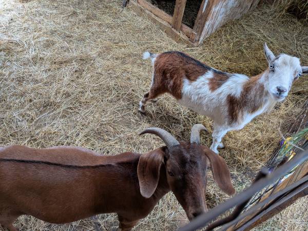 goats 1