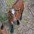 Two 2yo Nigerian dwarf goat weathers to good home 2 thumbnail